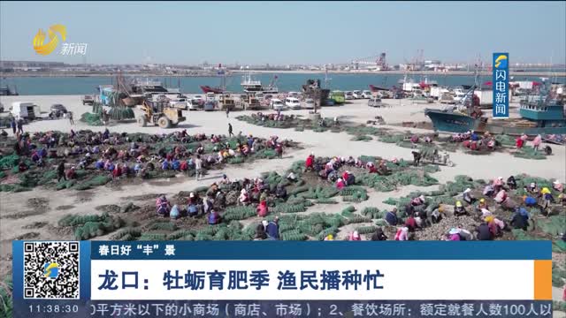 【春日好“丰”景】龙口：牡蛎育肥季 渔民播种忙