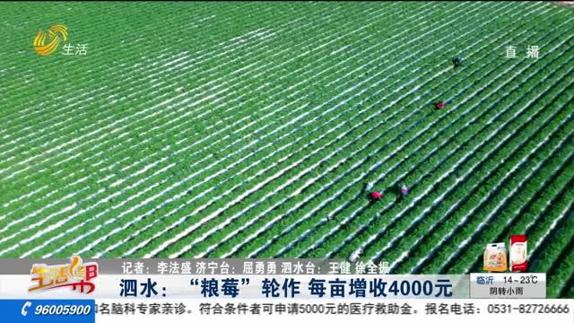 泗水：“粮莓”轮作 每亩增收4000元