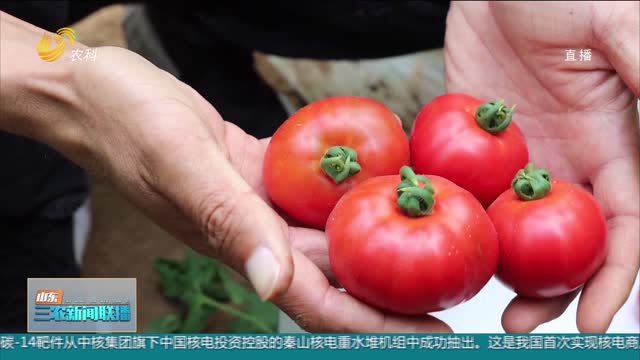 【发展新质生产力】打破国外垄断！口感番茄新品种在潍坊育出