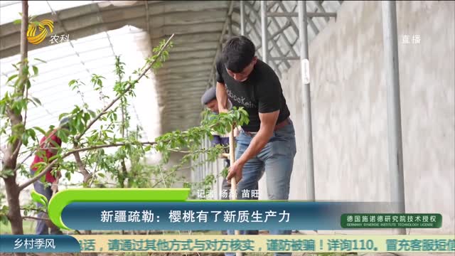 新疆疏勒：樱桃有了新质生产力
