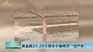 2024年4月27日《山东援疆》麦盖提24.26万亩冬小麦畅饮“增产水”