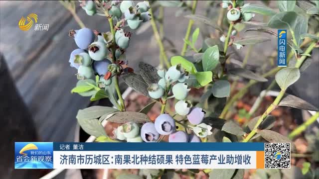 济南市历城区：南果北种结硕果 特色蓝莓产业助增收