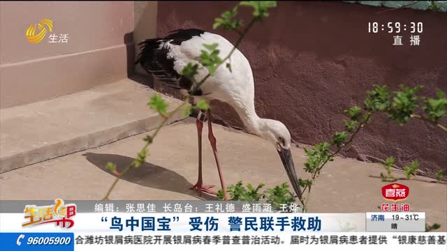 “鸟中国宝”受伤 警民联手救助
