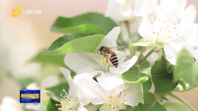 小蜜蜂酿出百花香