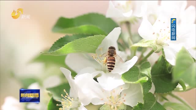 小蜜蜂酿出百花香