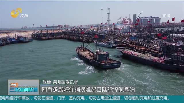 【维护海洋渔业生产秩序】山东：今日12时起 黄渤海进入伏季休渔期