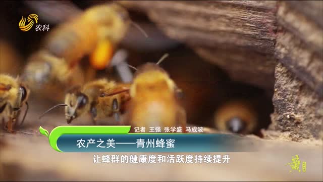 【农产之美】青州蜂蜜