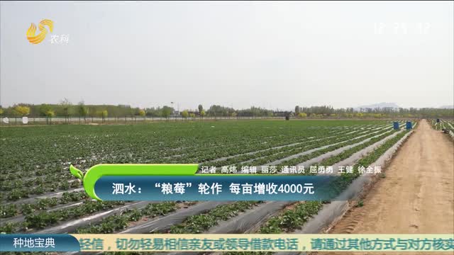 泗水：“粮莓”轮作 每亩增收4000元