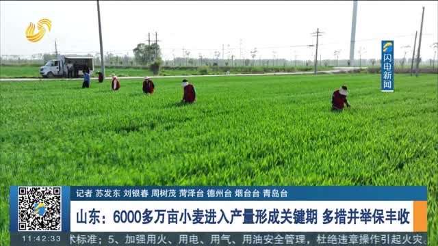 山东：6000多万亩小麦进入产量形成关键期 多措并举保丰收