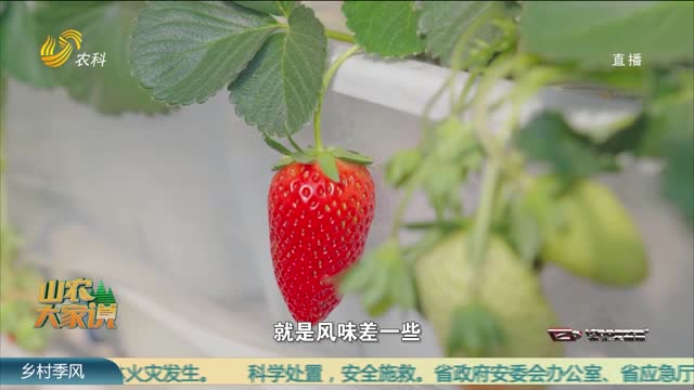 彭福田：十年磨剑培育草莓新品种