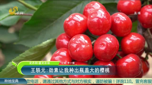 【史丹利星光农场】王轶元：劲素让我种出瓶盖大的樱桃