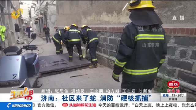 济南：社区来了蛇 消防“硬核抓捕”