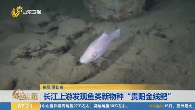 长江上游发现鱼类新物种“贵阳金线鲃”