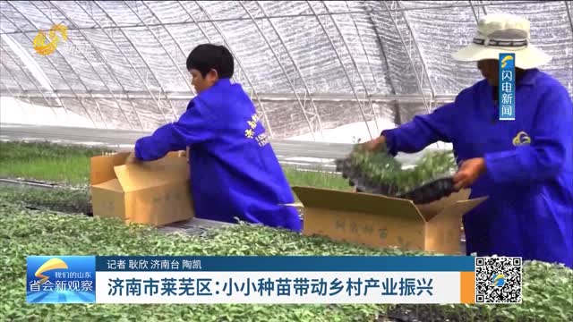 济南市莱芜区：小小种苗带动乡村产业振兴