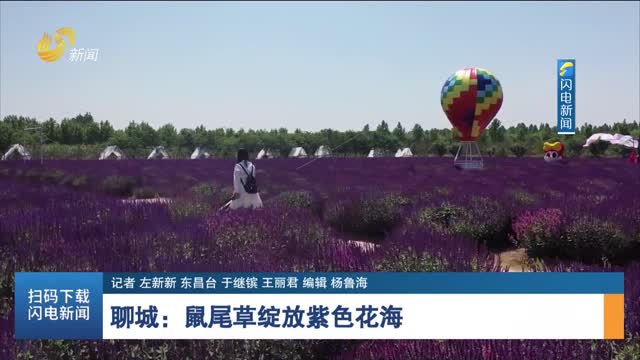 聊城：鼠尾草绽放紫色花海