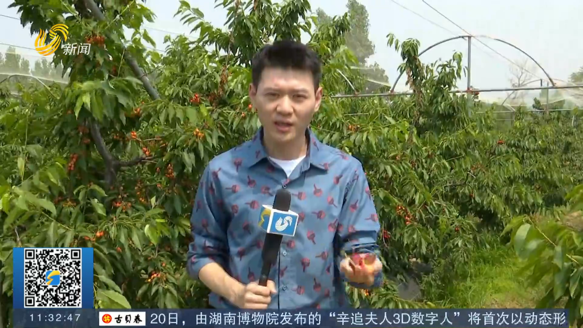 【打造乡村振兴齐鲁样板】十米不同树 育种上百个 记者探访省内最大樱桃育种基地