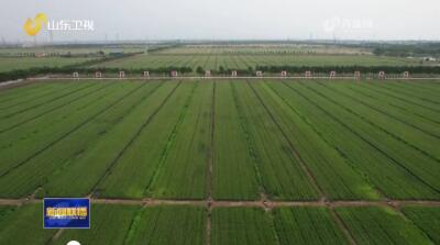  New technology of ecological agriculture makes "Chinese grain" safer