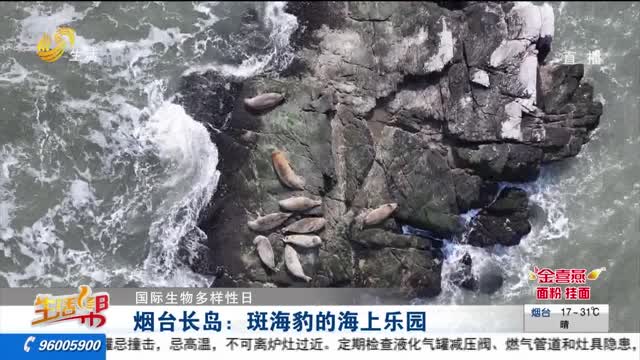  [International Biodiversity Day] Yantai Long Island: a sea paradise for spotted seals