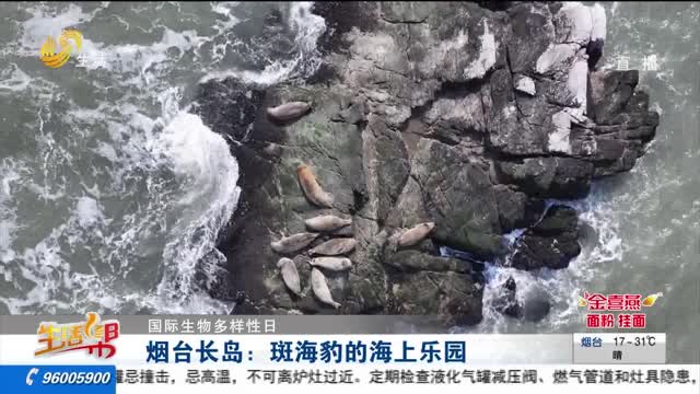 【國際生物多樣性日】煙臺長島：斑海豹的海上樂園