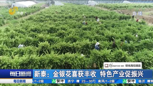  Xintai: Flos Lonicerae Harvest, Characteristic Industry Promotes Revitalization