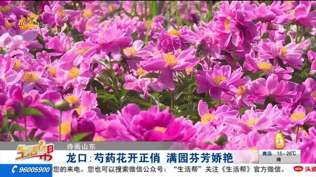 【诗画山东】龙口：芍药花开正俏 满园芬芳娇艳