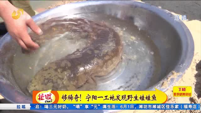 Strange enough! A giant salamander was found at a construction site in Ningyang