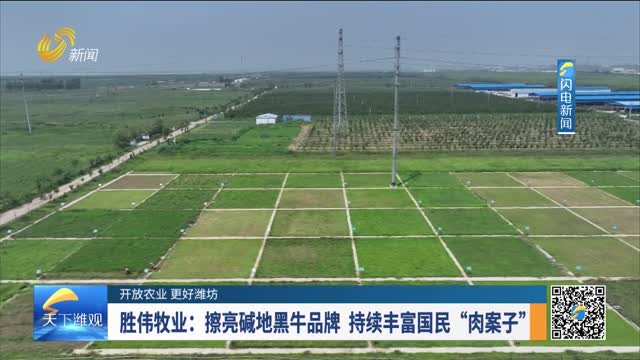  [Better Weifang for Open Agriculture] Shengwei Animal Husbandry: polishing the brand of alkaline land black cattle and continuously enriching the national "meat cases"