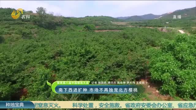 【聚焦第八届中国樱商大会】南下西进扩种 市场不再独宠北方樱桃