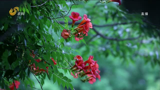  Weifang Qingzhou Ancient Lane: Lingxiao Flowers Compete to Bloom
