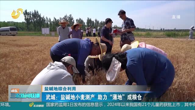  [Comprehensive utilization of saline alkali land] Wucheng: wheat yield measurement in saline alkali land helps "thin land" become a granary