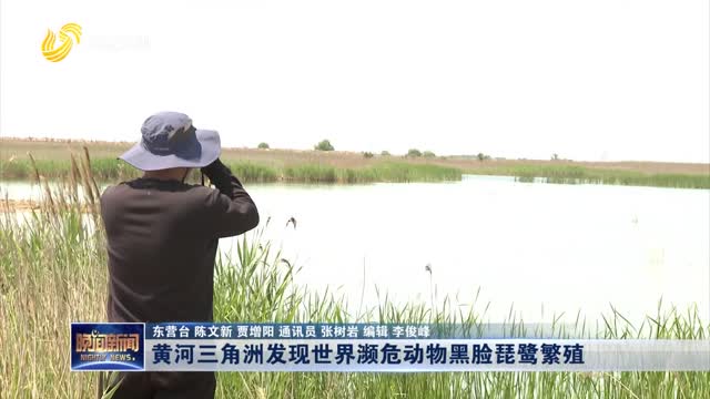  World Endangered Black faced Spoonbill Breeding Found in the Yellow River Delta