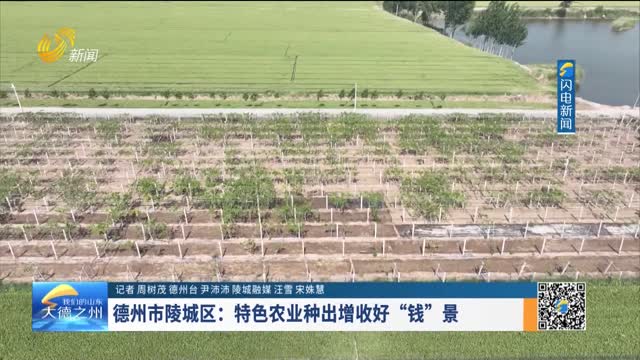 德州市陵城区：特色农业种业增收好“钱”景