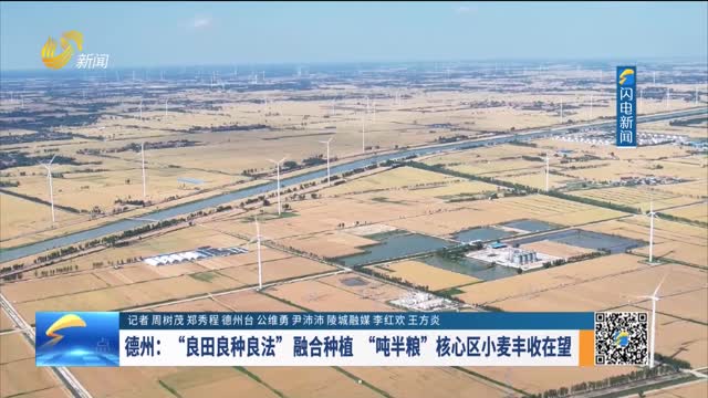 德州：“良田良种良法”融合种植“吨半粮”核心区小麦丰收在望