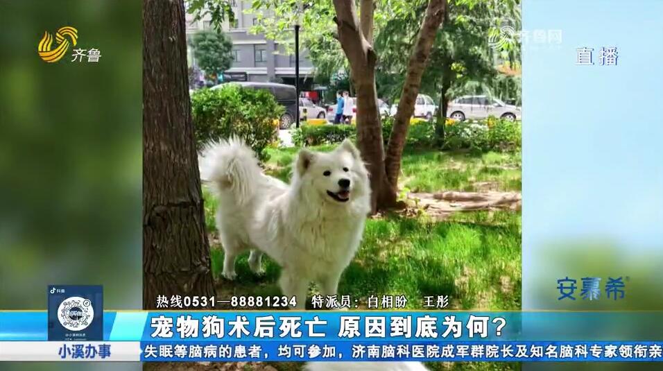  The pet dog died the night after surgery, and the owner asked to check the monitoring of the incident period