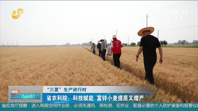 【“三夏”生产进行时】省农科院：科技赋能 富锌小麦提质又增产