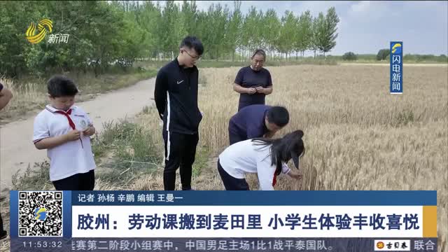  Jiaozhou: labor class moved to the wheat field, and primary school students experienced the joy of harvest
