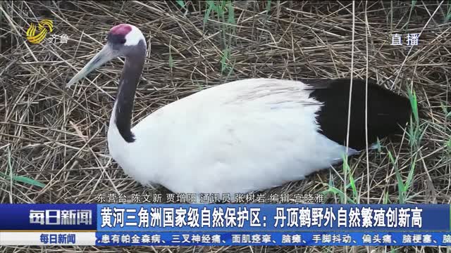  Yellow River Delta National Nature Reserve: red crowned crane's wild natural reproduction reaches a new high