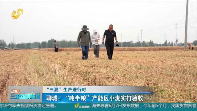 【“三夏”生产进行时】聊城：”吨半粮”产能区小麦实打验收