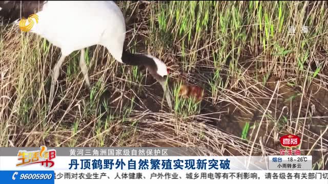  [Yellow River Delta National Nature Reserve] New breakthrough in wild natural breeding of red crowned cranes