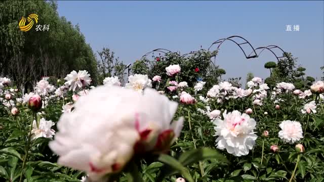 滕州：多彩花海盛放 打卡艳丽花季