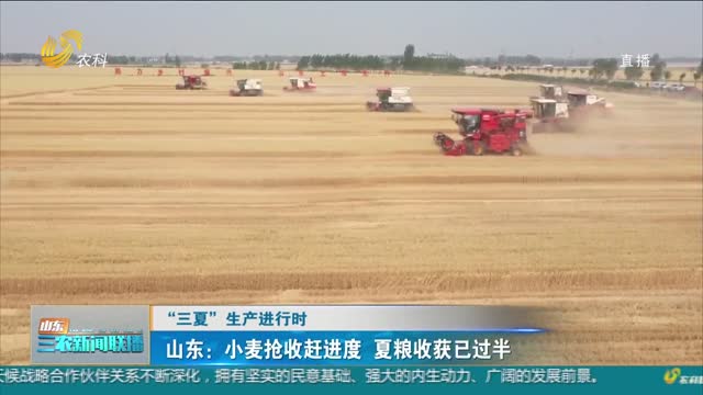 【“三夏”生产进行时】山东：小麦抢收赶进度 夏粮收获已过半