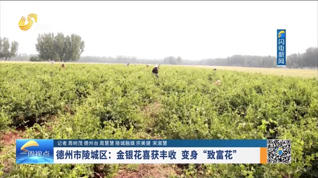 德州市陵城区：金银花喜获丰收 变身“致富花”
