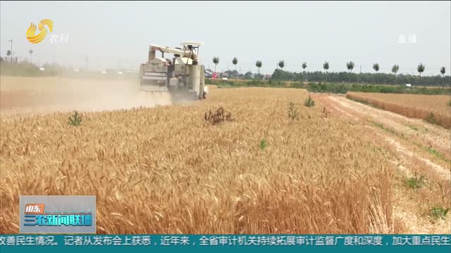 【建设更高水平“齐鲁粮仓”】东营：小麦新品种“航麦802”实打验收亩产为497.87公斤