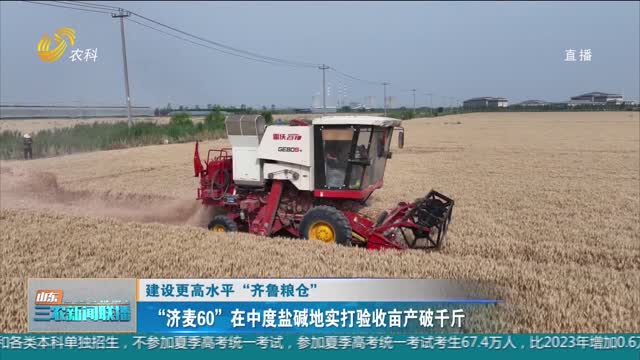 【建设更高水平“齐鲁粮仓”】“济麦60”在中度盐碱地实打验收亩产破千斤