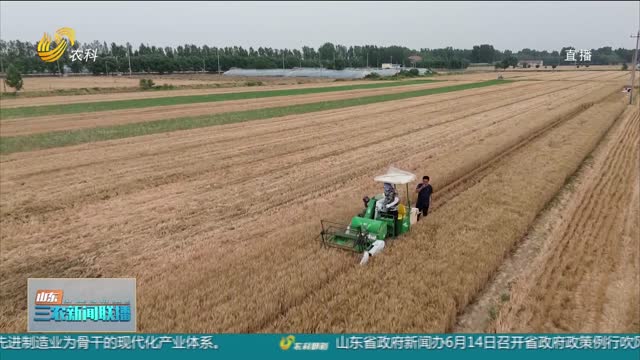 【“三夏”生产进行时】硕士回乡种小麦 带领村民共致富