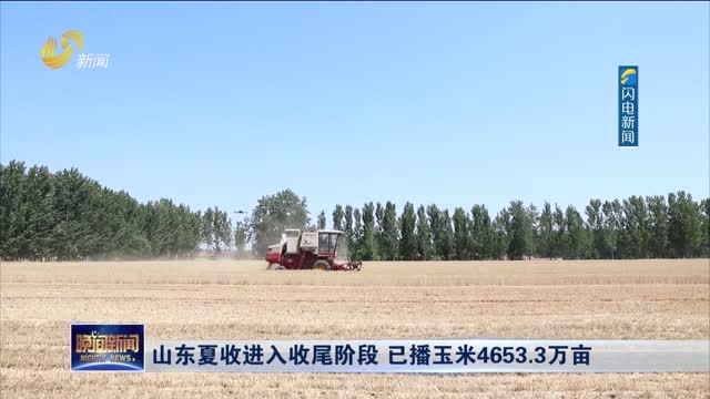 山东夏收进入收尾阶段 已播玉米4653.3万亩