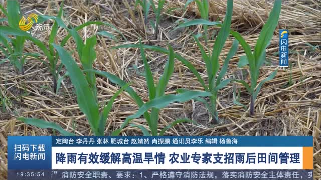 Rainfall effectively alleviates high temperature and drought. Agricultural experts call for field management after rain