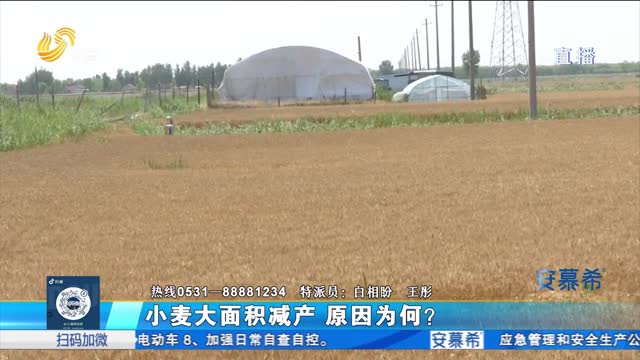  Huantai: What is the reason for the large area yield reduction of wheat?