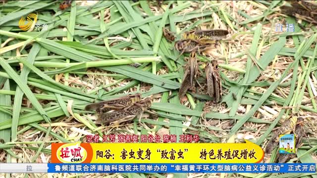 阳谷：害虫变身“致富虫” 特色养殖促增收