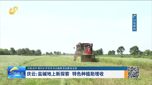 庆云：盐碱地上新探索 特色种植助增收